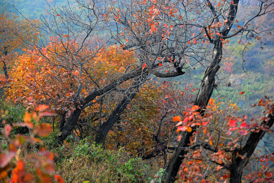 香山紅葉