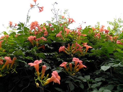 凌霄花