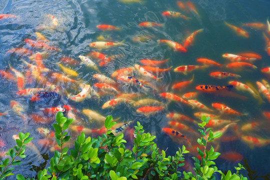 花港觀魚