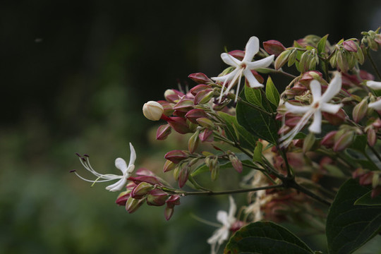 小花