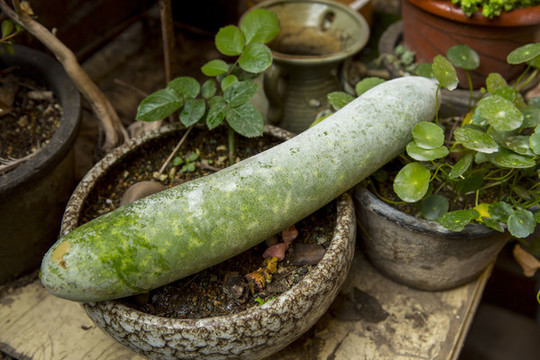 蔬菜素材