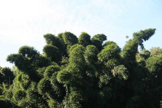 竹子