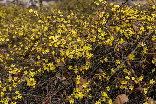 迎春花素材