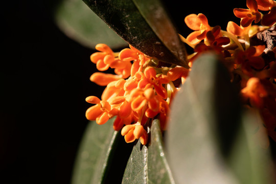 桂花樹