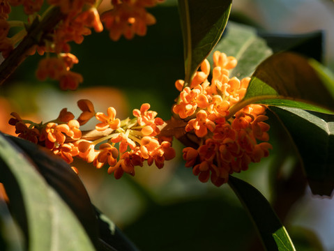桂花樹(shù)