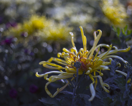 菊花