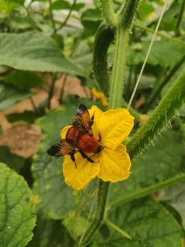 木蜂