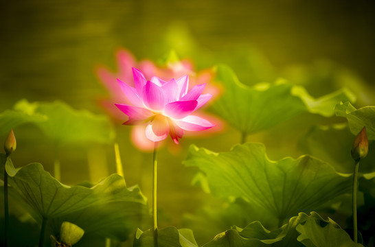 荷花