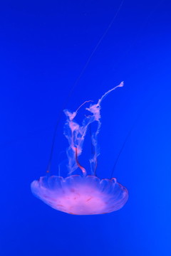 水母