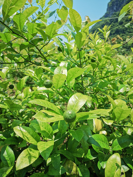 檸檬樹(shù)和它的果子們
