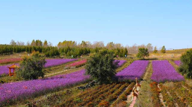 薰衣草莊園