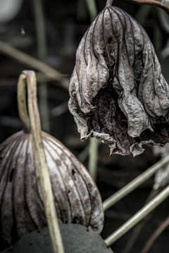 一夜綠荷霜剪破賺他秋雨不成珠