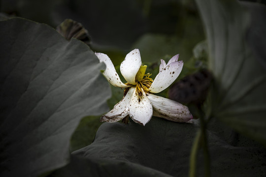 一夜綠荷霜剪破賺他秋雨不成珠