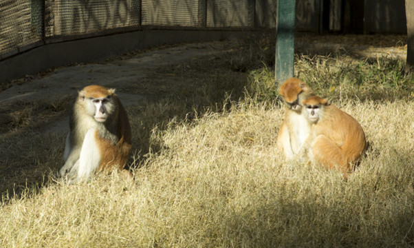 野生動物
