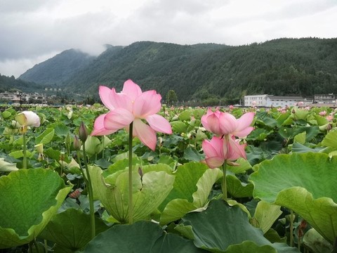 荷花