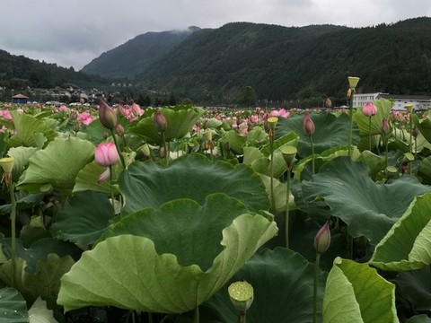 荷花