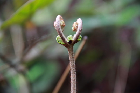 蕨菜