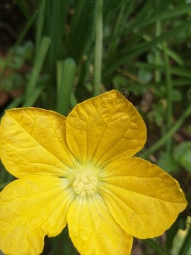 冬瓜花