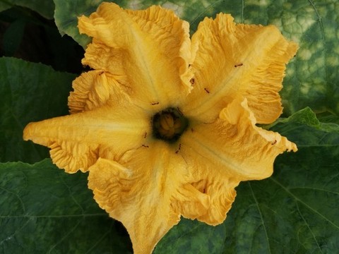 南瓜花