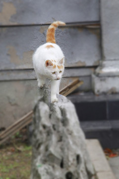 白色花貓