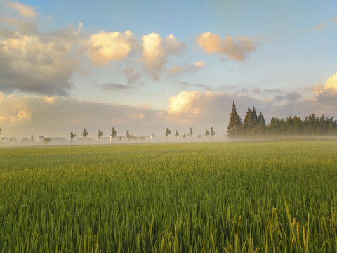 金秋田野