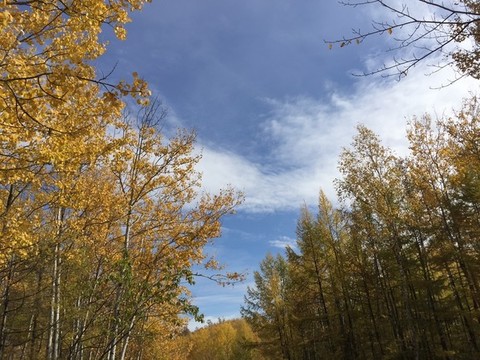 呼倫貝爾滿歸凝翠山的秋景秋樹