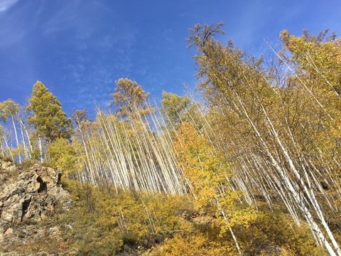 大興安嶺秋天白樺林