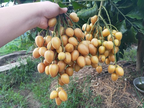 黃皮果