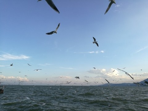 昆明滇池海鷗
