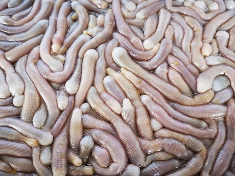 鮮活沙蟲(chóng)