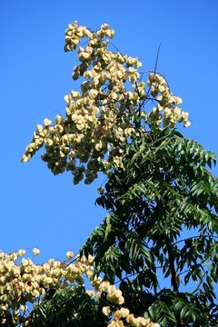 欒樹枝葉