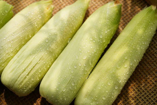 玉米