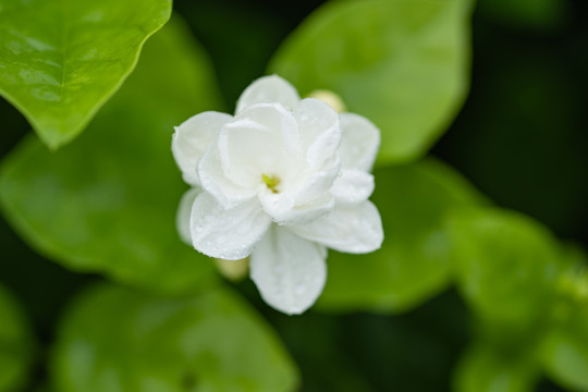 茉莉花