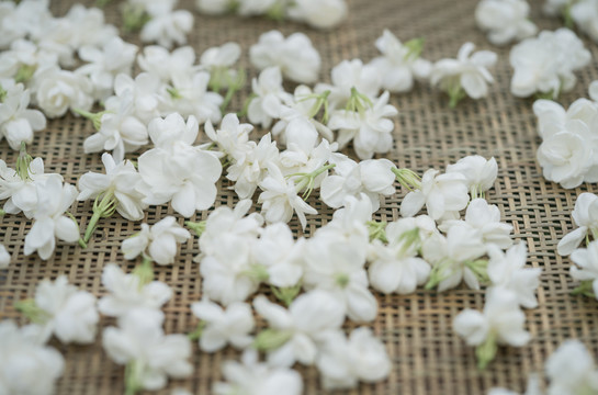 茉莉花