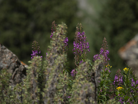 山花