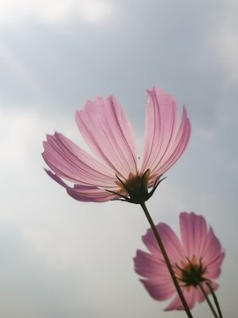 盛開的格?；? style=