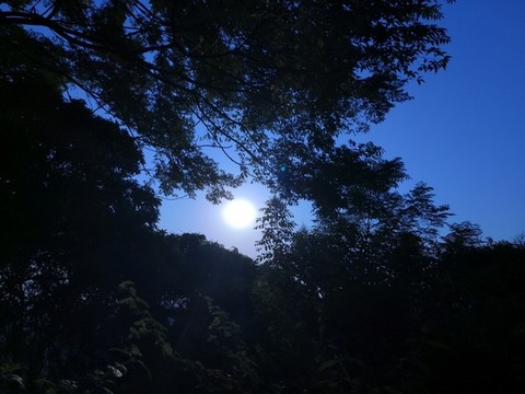 早上的太陽