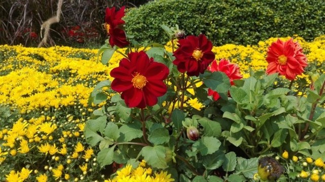 花叢
