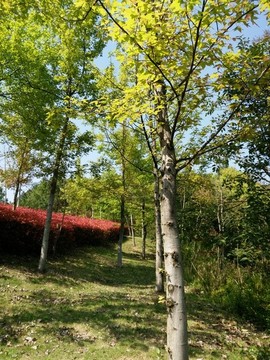 綠樹山林