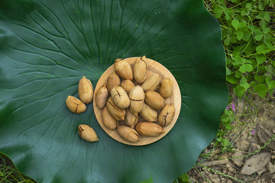 山核桃