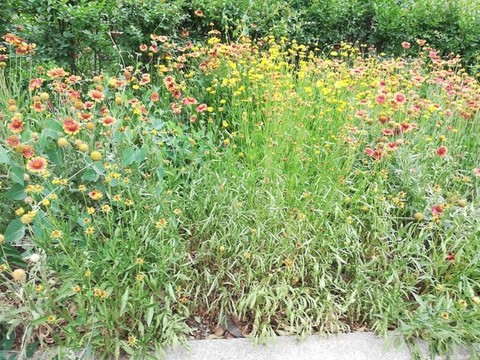 雛菊