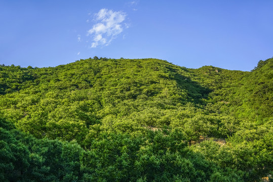 綠樹青山高清大圖