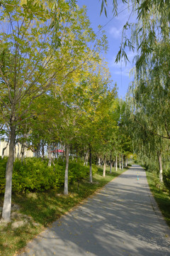 公園小路