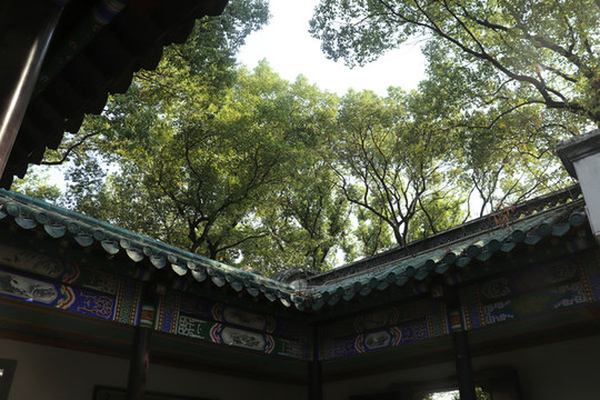 圍墻樹木
