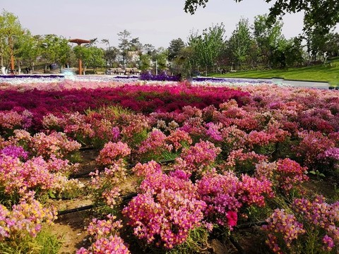 北京園藝博覽會的花花草草