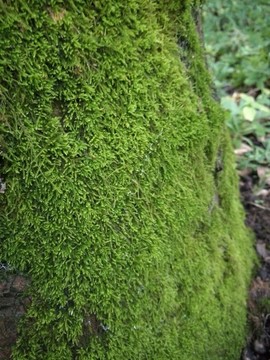 苔蘚