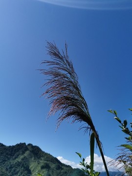 藍(lán)天毛草