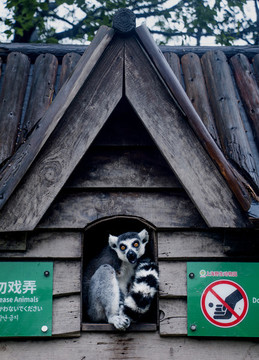 節(jié)尾狐猴