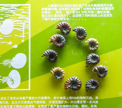 菊石化石標(biāo)本