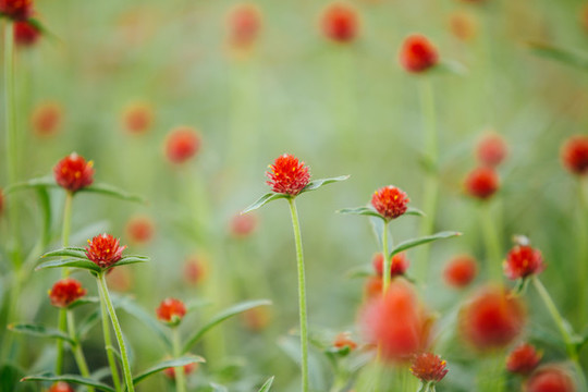 千日紅